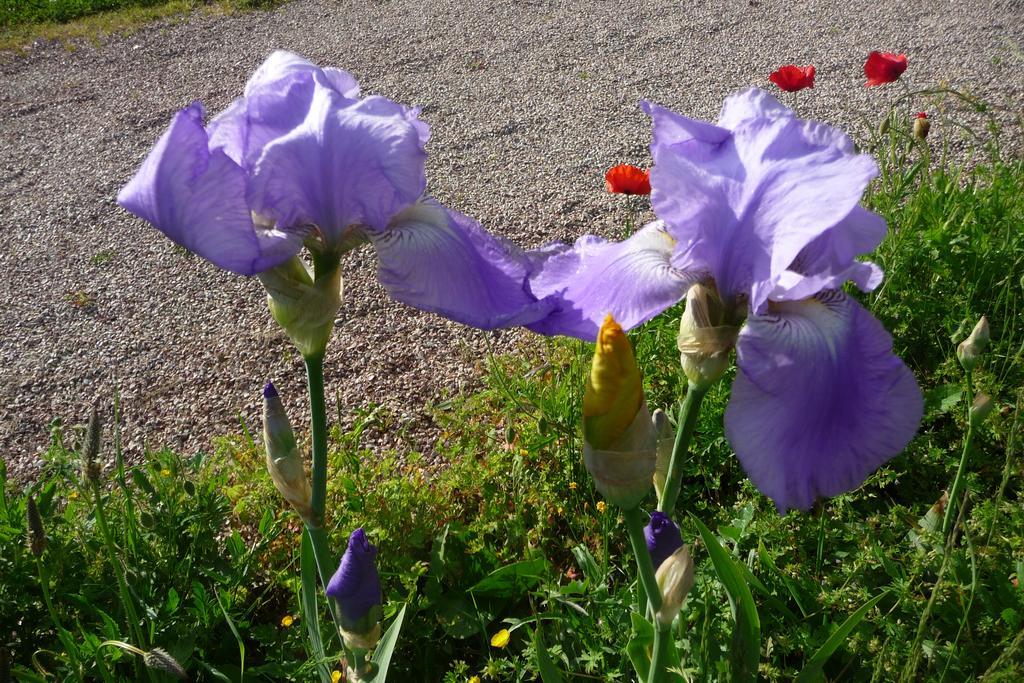 Maison D'Hotes Les Coquelicots Giverny Bilik gambar